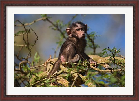 Framed Baby Olive Baboon, Lake Nakuru National Park, Kenya Print