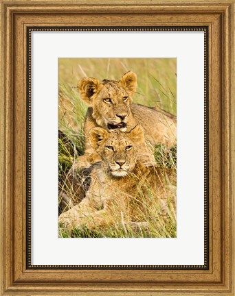 Framed Group of lion cubs, Panthera leo, Masai Mara, Kenya Print