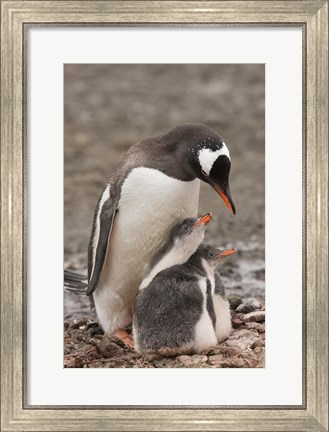 Framed Antarctica, Aitcho Island, Gentoo penguin Print