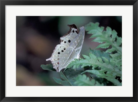 Framed White Butterfly, Gombe National Park, Tanzania Print