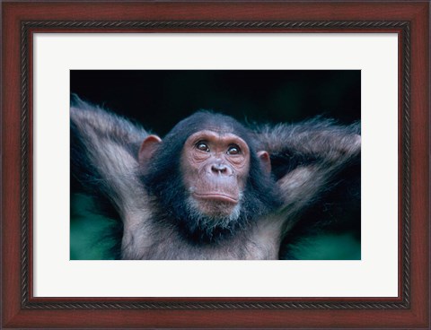 Framed Female Chimpanzee Stretching, Gombe National Park, Tanzania Print