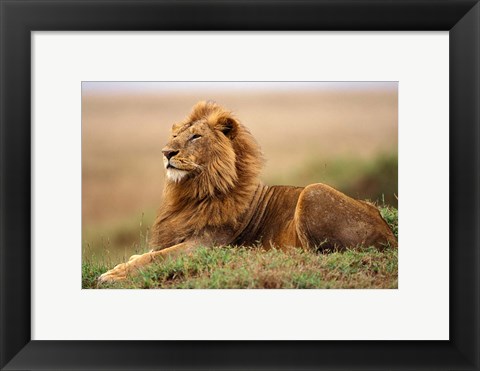 Framed Adult male lion on termite mound Print