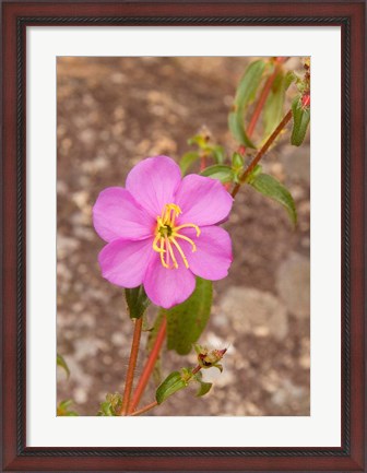 Framed Africa; Malawi; Mt Mulanje; Pink flower on Mt. Mulanje Print