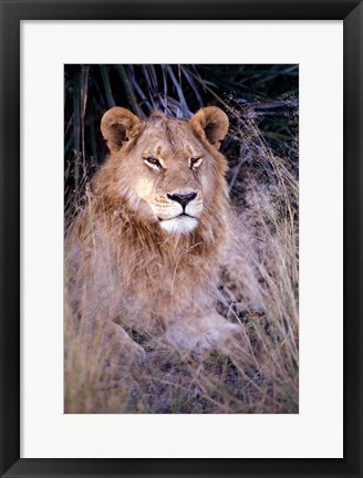 Framed African Lion, Botswana Print