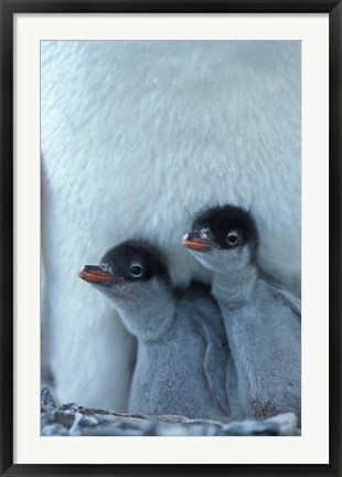 Framed Gentoo Penguin Chicks, Port Lockroy, Wiencke Island, Antarctica Print