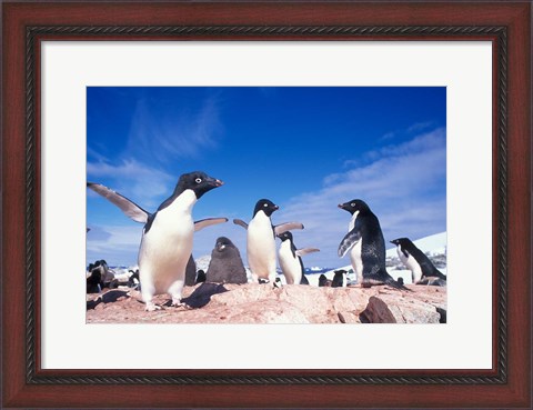 Framed Adelie Penguin Rookery, Petermann Island, Lemaire Channel, Antarctica Print