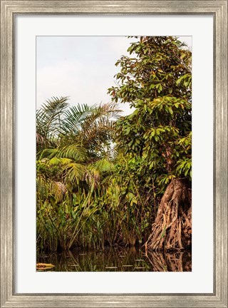 Framed Africa, Liberia, Monrovia. Plantlife along the Du River. Print