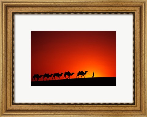 Framed Camel Caravan at Sunrise, Silk Road, China Print