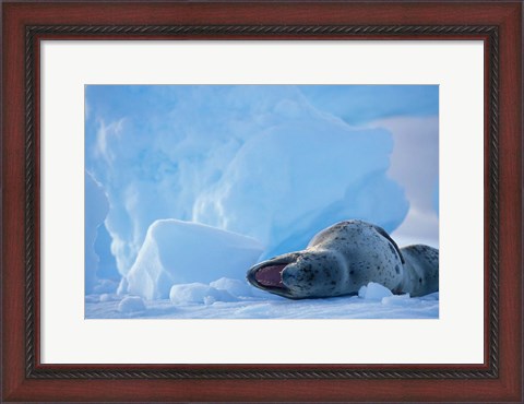 Framed Antarctica, Boothe Isl, Lemaire Channel, Leopard Seal Print