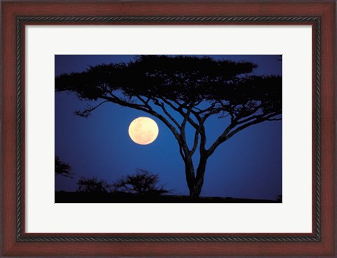 Framed Acacia Tree in Moonlight, Tarangire, Tanzania Print