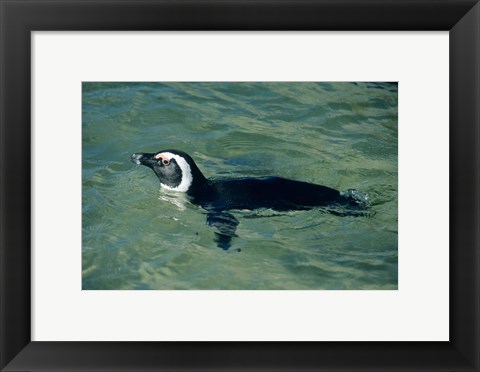 Framed African Penguin swimming, Cape Peninsula, South Africa Print