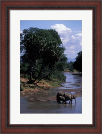 Framed Elephant Herd Along Uaso Nyiro River, Samburu National Reserve, Kenya Print