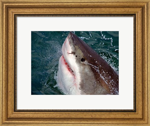 Framed Great White Shark breaks the surface of the water in Capetown, False Bay, South Africa Print