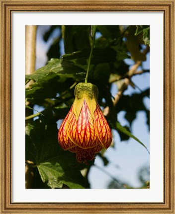 Framed Africa; Malawi; Zomba; Flower at Zomba Mountain Lodge Print