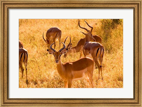 Framed Close-up of Impala, Kruger National Park, South Africa Print