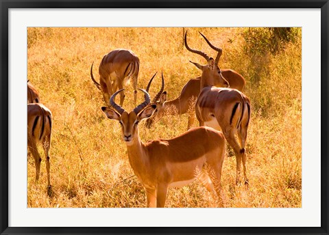 Framed Close-up of Impala, Kruger National Park, South Africa Print