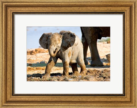 Framed Baby African Elephant in Mud, Namibia Print