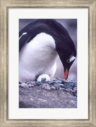 Framed Gentoo Penguin on Nest, Antarctica Print