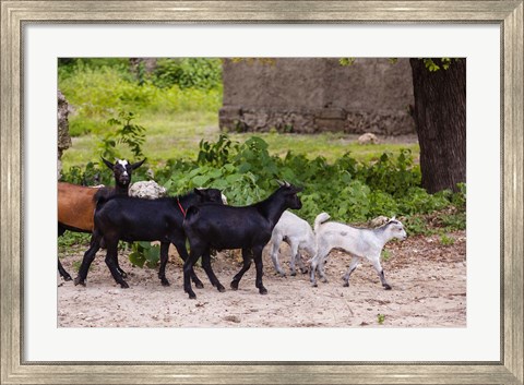 Framed Africa, Mozambique, Ibo Island, Quirimbas NP. Goats running down path. Print