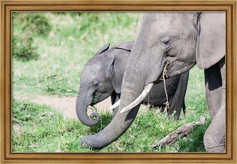 Framed African bush elephant calf eating in Maasai Mara, Kenya Print