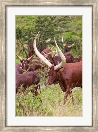 Framed Close Up of Ankole-Watusi cattle, Mbarara, Ankole, Uganda Print