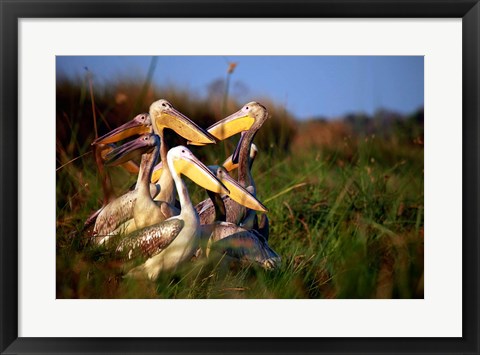 Framed Botswana, Okavango Delta. Pink-backed Pelican birds Print