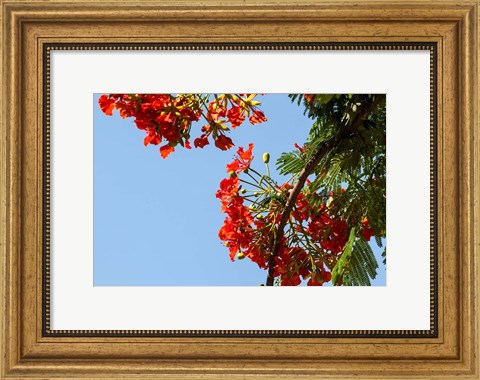 Framed Close-up of African flame tree, Stone Town, Zanzibar, Tanzania Print