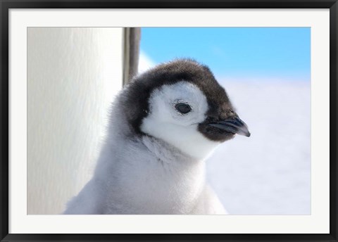 Framed Chick Emperor Penguin, Antarctica Print