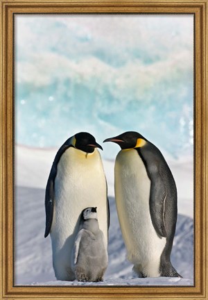 Framed Three Emperor Penguin, Snow Hill Island, Antarctica Print