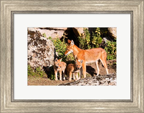 Framed Ethiopian Wolf with cubs, Bale Mountains Park, Ethiopia Print