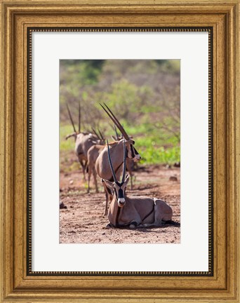 Framed Gemsbok Herd in Tsavo West NP. Kenya, Africa Print