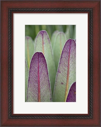 Framed Giant Lobelia flora, Rwenzoris, Uganda Print