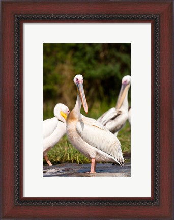 Framed Great White Pelican, Lake Chamo, Nechisar National Park, Arba Minch, Ethiopia Print