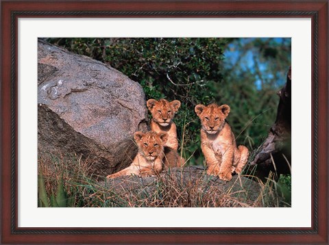 Framed Den of Lion Cubs, Serengeti, Tanzania Print