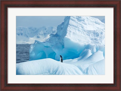 Framed Antarctica, Gentoo Penguin standing on iceberg near Enterprise Island. Print