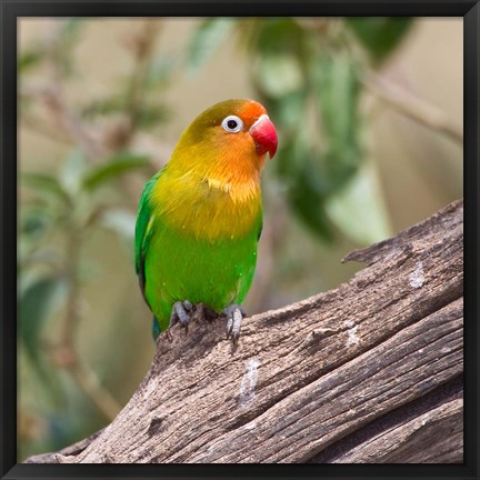 Framed Fischer&#39;s Lovebird tropical bird, Tanzania Print