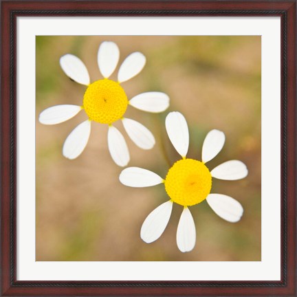 Framed Flowers in Western Cape NP, South Africa. Print