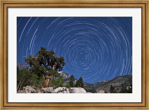 Framed pine tree on a windswept slope reaches skyward towards north facing star trails Print