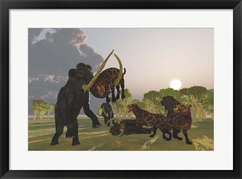 Framed pack of Saber Tooth Cats attack a small Woolly Mammoth Print