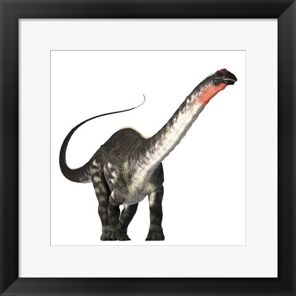 Framed Apatosaurus dinosaur was a herbivore of the Jurassic Era Print