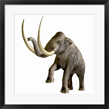 Framed Columbian Mammoth Print