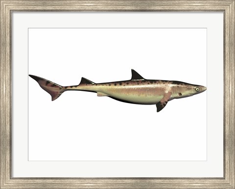 Framed Priohybodus, an extinct shark species from the Cretaceous Period Print