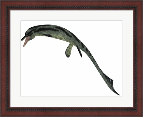 Framed Cymbospondylus, an early ichthyosaur from the Triassic Period Print