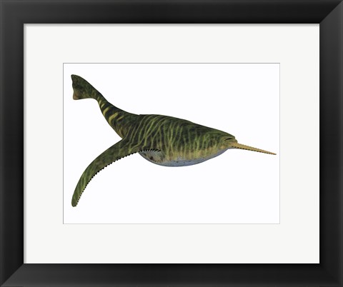 Framed Doryaspis is an extinct genus of primitive jawless fish Print