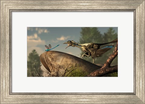 Framed Archaeopteryx stalks a dragonfly on a rock Print