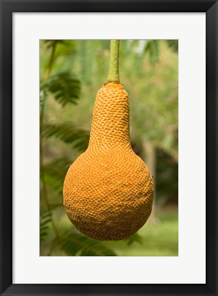 Framed Malawi; Mangochi; Lake Malawi; Fruit, Club Makakola Print