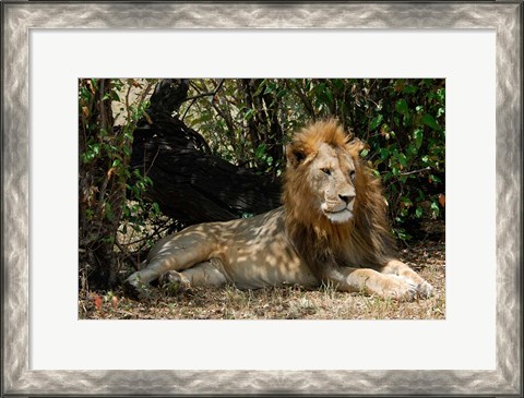 Framed Kenya, Masai Mara Game Reserve, lion in bushes Print