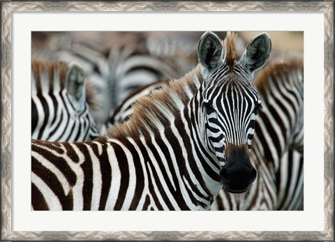 Framed Kenya: Masai Mara Game Reserve, Burchell&#39;s zebra Print