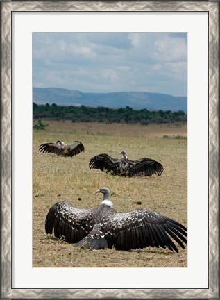 Framed Kenya: Masai Mara Reserve, Ruppell&#39;s Griffon vultures Print