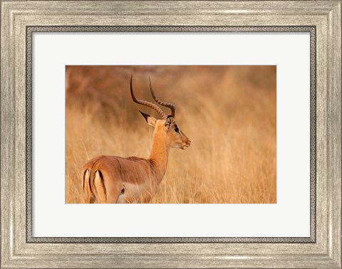 Framed Impala in tall Bushman grass, Mahango Game Reserve, Namibia Print